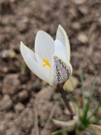 Crocus alatavicus